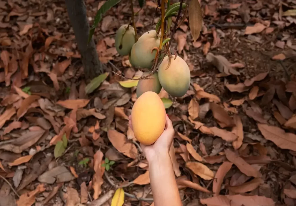 How to Plant a Mango Seed